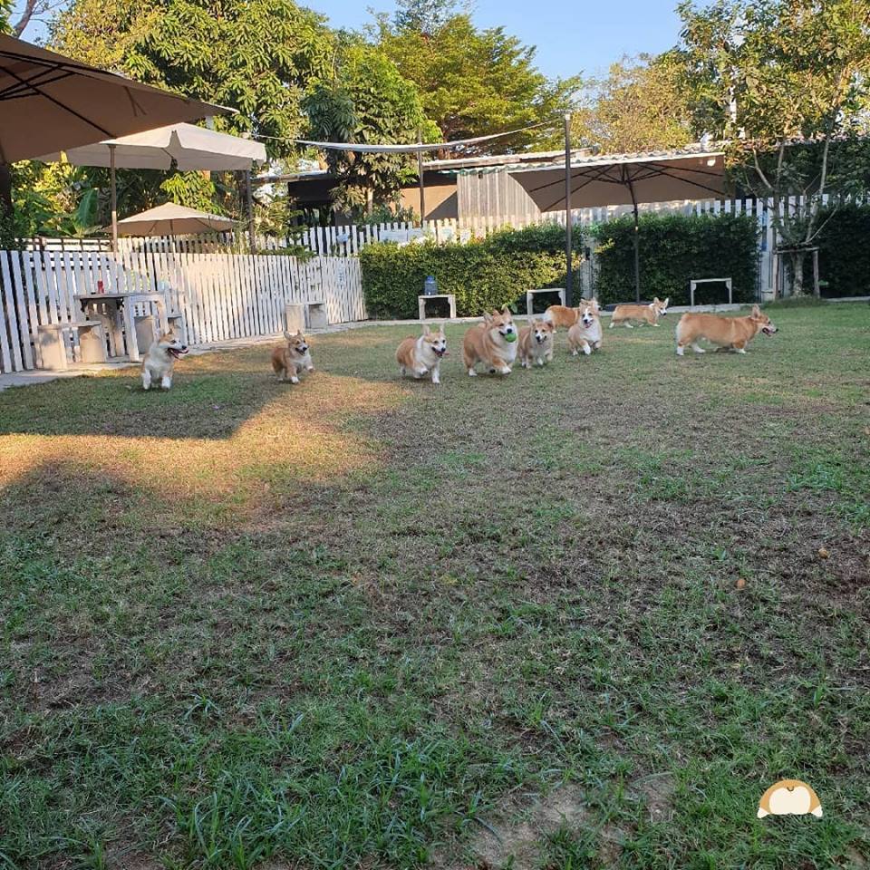 Napi több alkalommal kint vannak az udvaron a kutyák, ahol mozoghatnak, játszhatnak