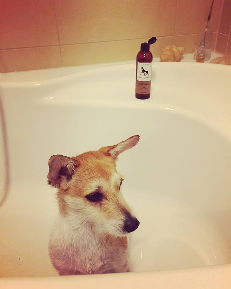 Különleges ápolószerek a SpiceDogs kínálatában