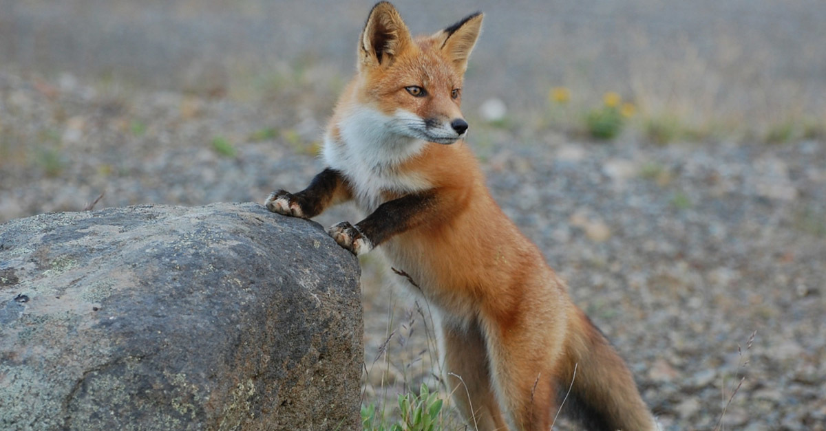 A veszettséget  leginkább a vörös rókák hordozzák