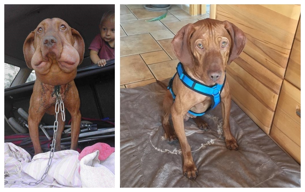 Remény vizsla - szerencsésen megmenekült, már szerető gazdánál él