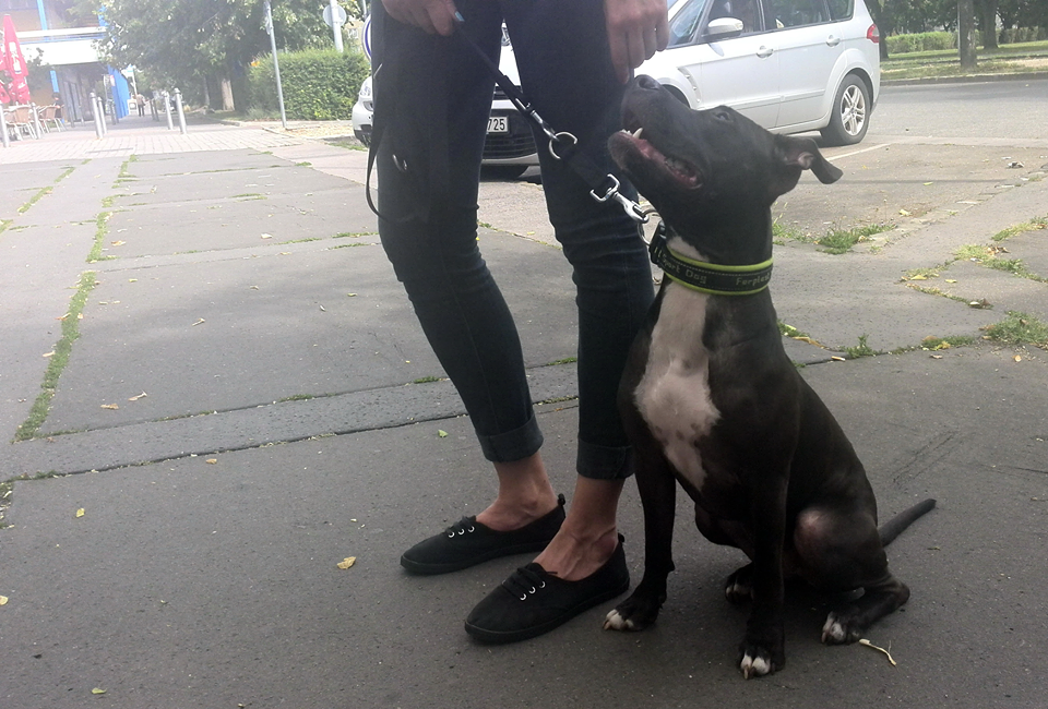 Pixel alapengedelmességi ismereteit frissítjük. Épp szemkontakt-tartást gyakorol az utcán.