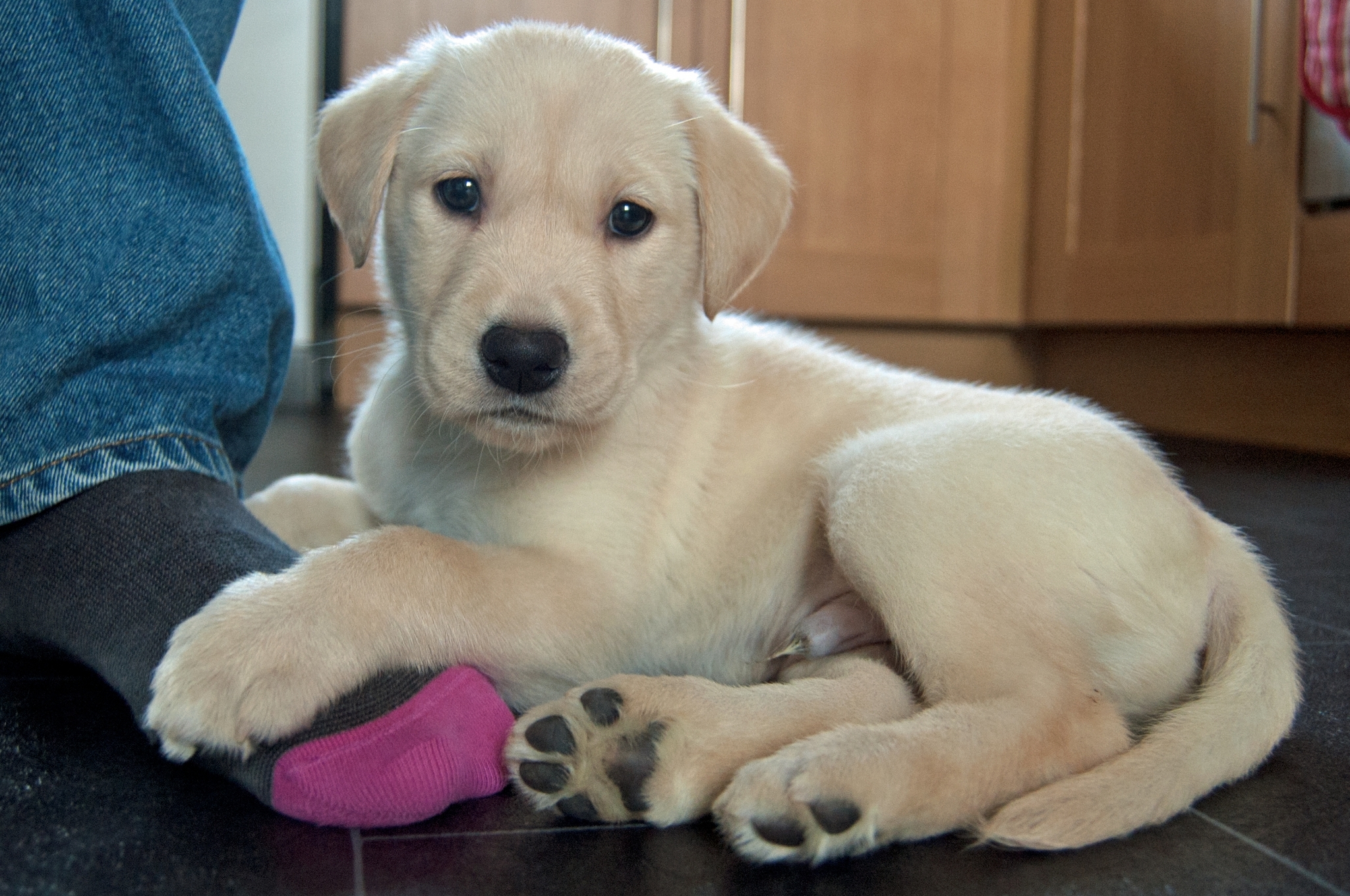 A kis labradoroknak minél több szituációval, ingerrel meg kell ismerkednie - a legjobb, ha játékosan!
