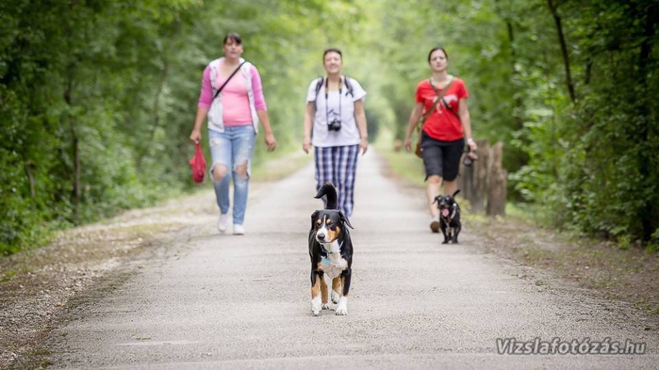 II. Deményista Piknik