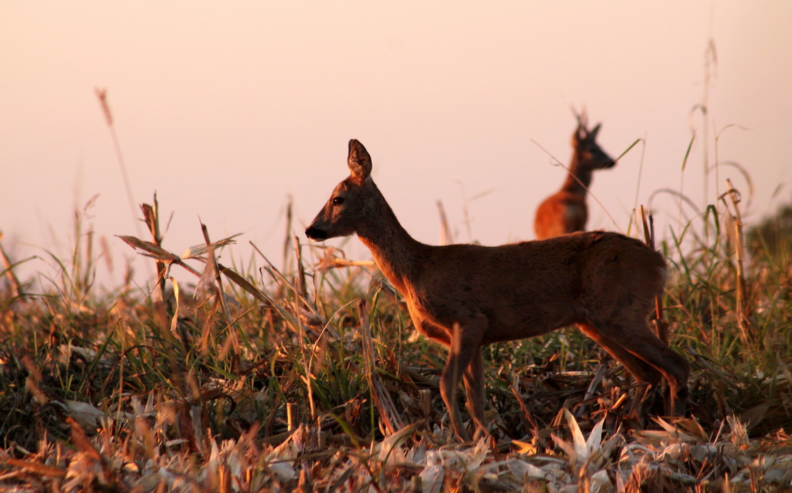 A nagyvadállomány szabályozása érdekében folyó vadászat miatt rendelték el az erdőlátogatási korlátozást