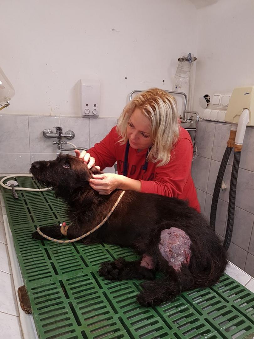 Zachariás Ágnes állatmentő