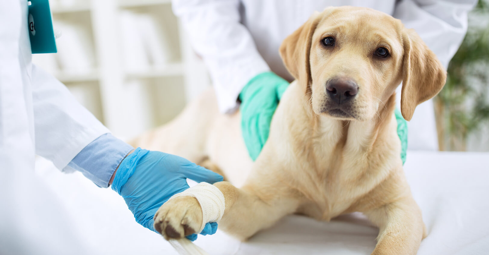 Megkönnyíti a vényköteles állatgyógyszerek kiváltását a Nébih