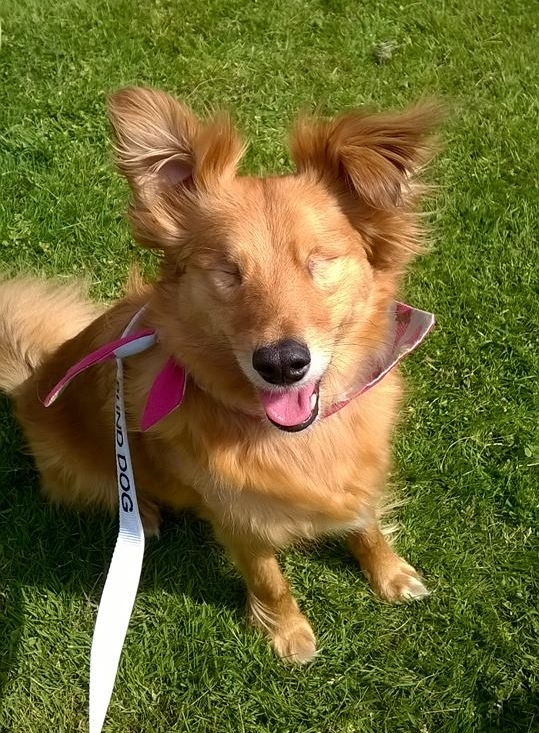 Nym, a vak kutya szinte mindig mosolyog