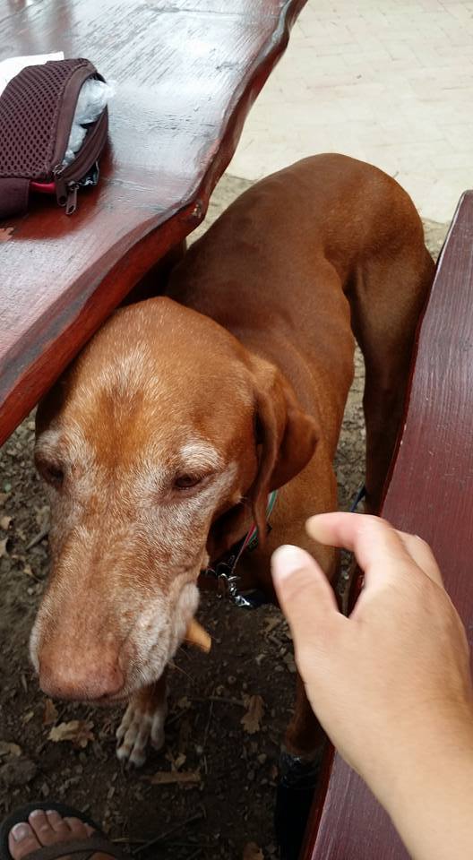 Az ideiglenes kutyus, Misina is megkóstolta a fagyit 