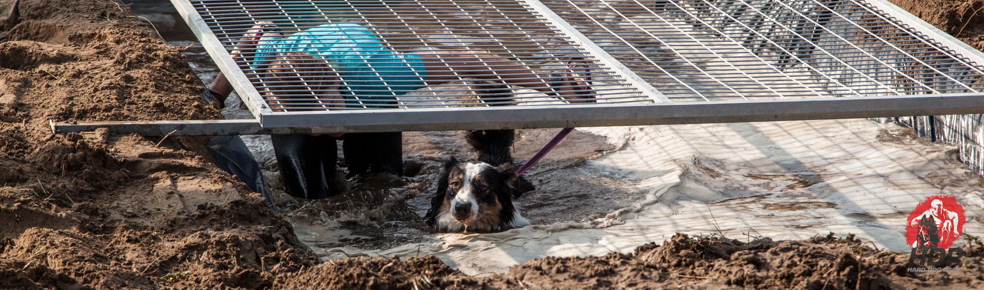 Sok kutya egyenesen élvezte a vizet