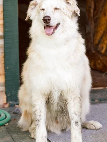 Hank, az ausztrál juhászkutya keverék 60 napot töltött az amerikai vadonban, egyedül