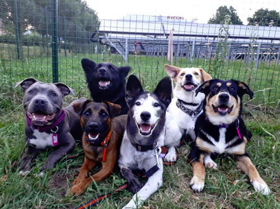 @tridogs_rescues_dogs @tridogs_rescues_dogs