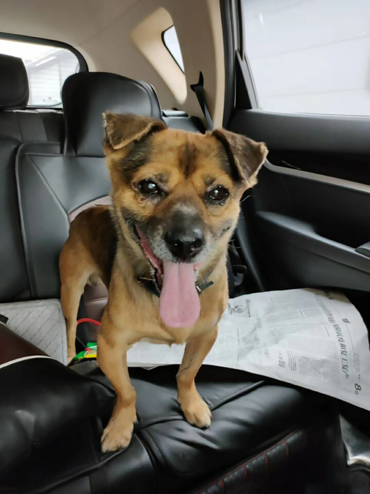 Xiao Bao, a hűséges kutya