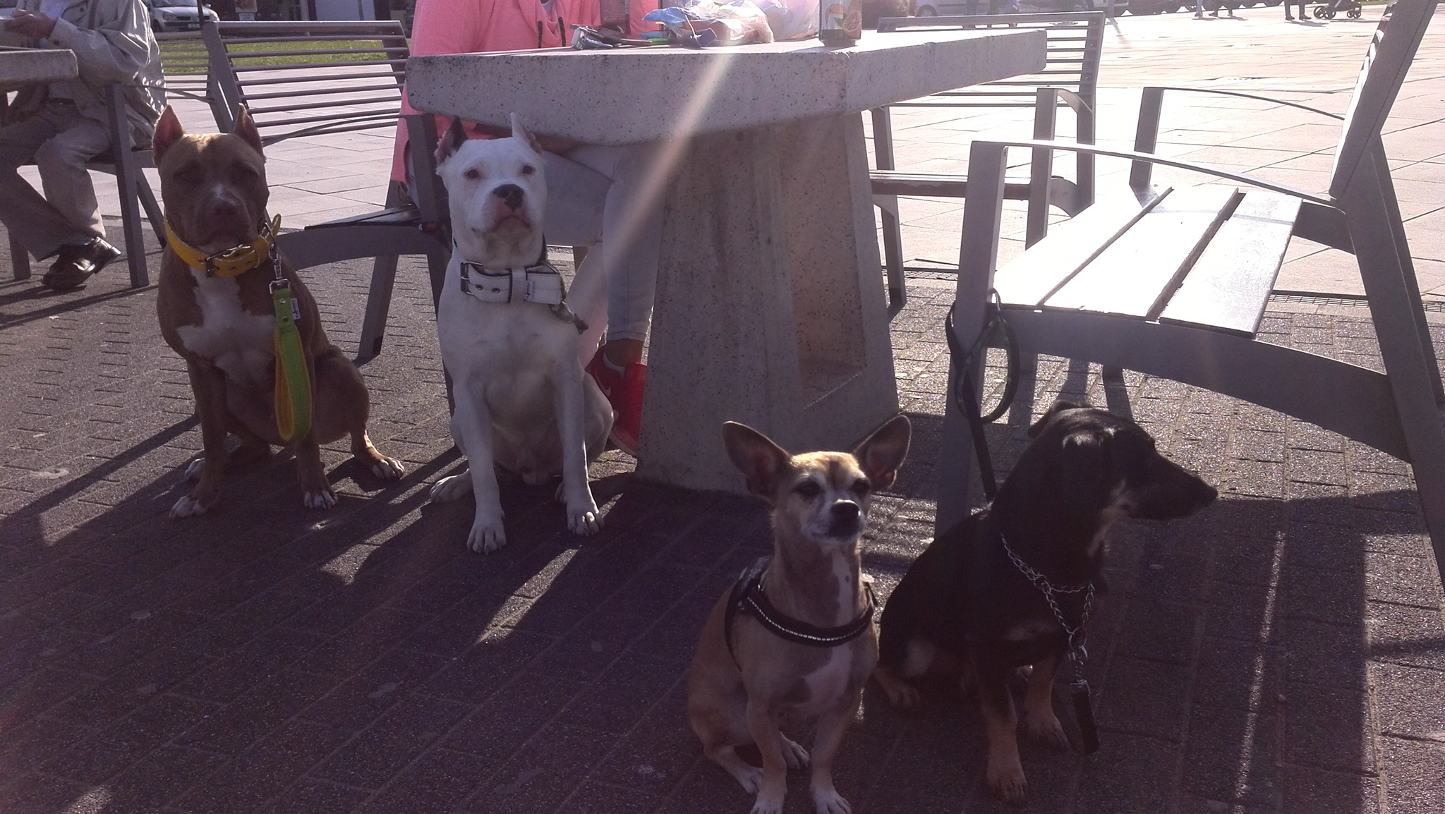 Minden kutyánál más módszerek válnak be a tanítás során