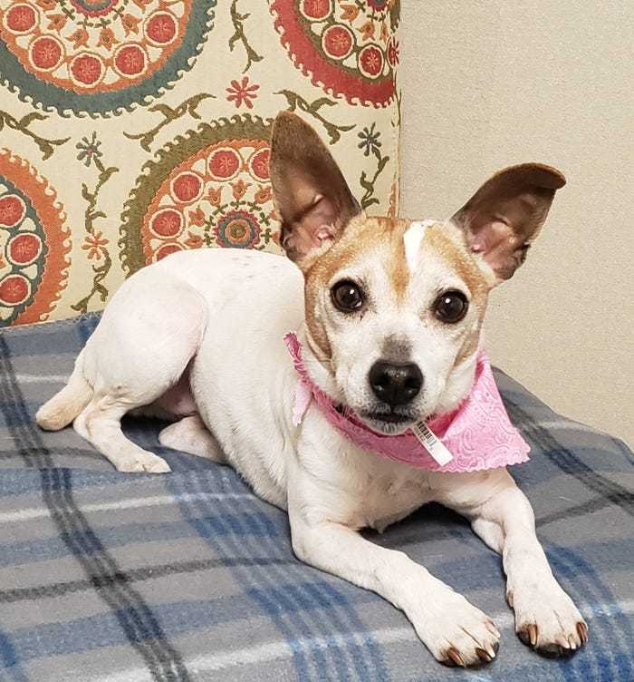 Már több mint 60 kutya talált gazdára a hotel programjának köszönhetően