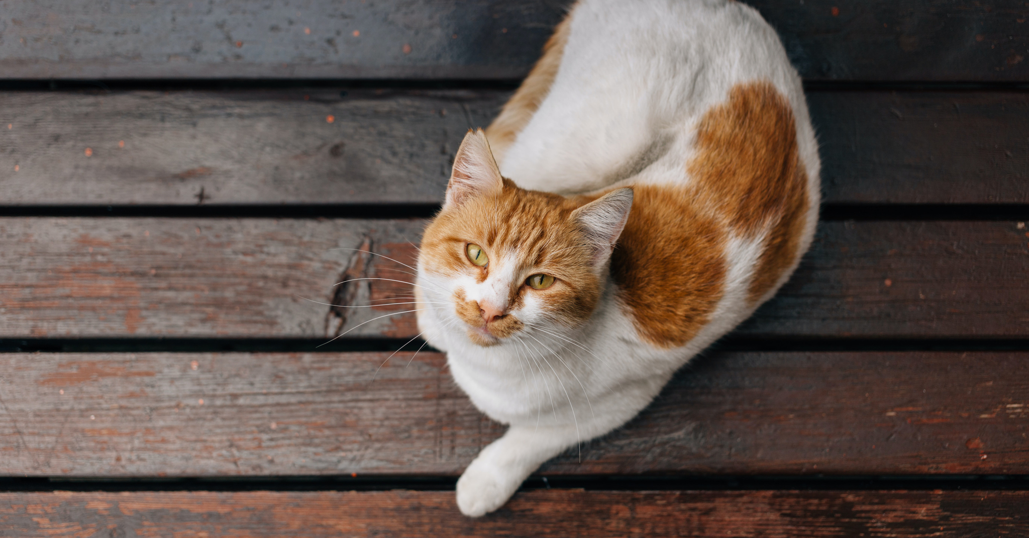 Svédországban is nagy problémát jelentenek a kóborló macskák és a rengeteg nem kívánt szaporulat