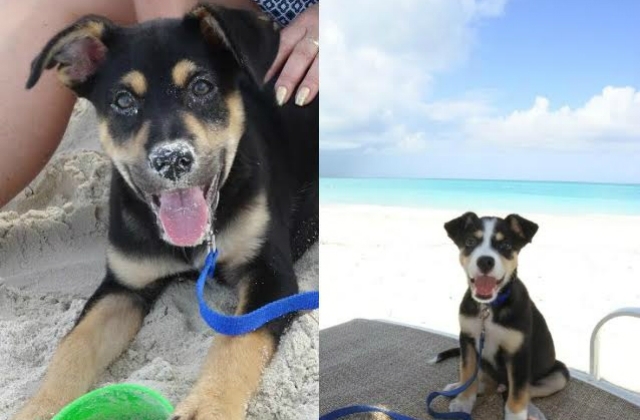 A kutyák esélyt kapnak egy új, boldogabb életre