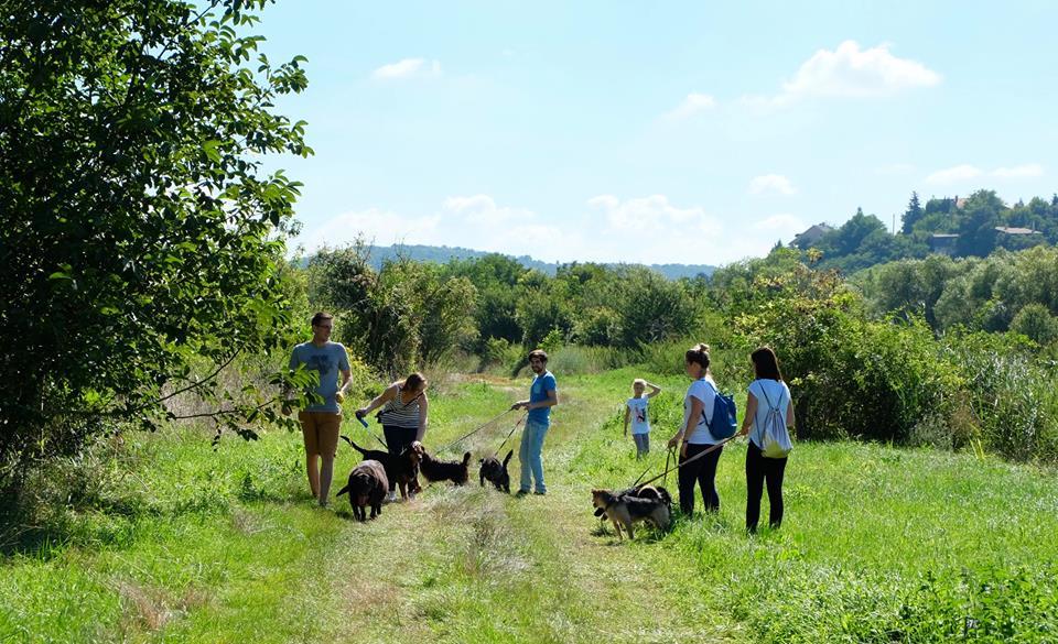 A csapat menhelyi kutyusokat is sétáltatott már több alkalommal is