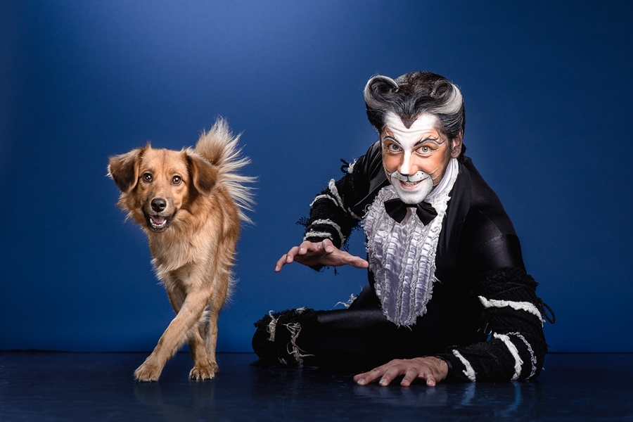 Macskák segítenek az árva kutyáknak - színészek pózoltak a menhelyi kutyákkal - 2