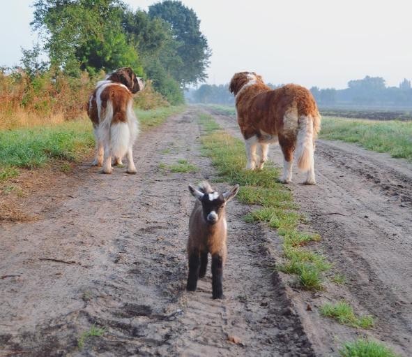 A kutyasétákra is elkíséri őket a kecske
