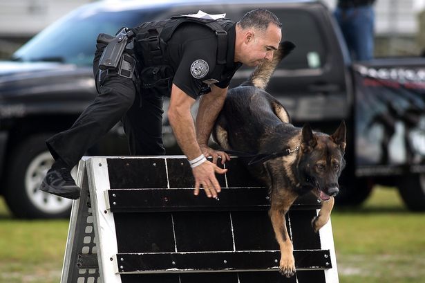 A kutya és vezetője teljes felszerelésben kell teljesítse a pályát a versenyeken