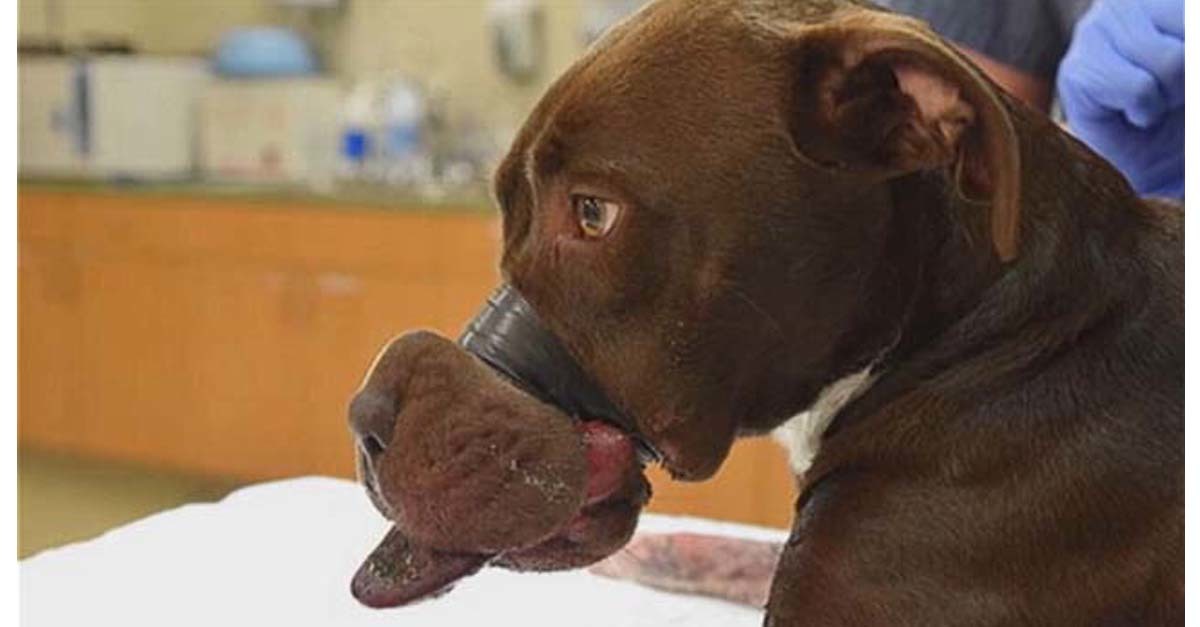 Kilencszer tekerte körbe a ragsztószalagot a kutya orrán