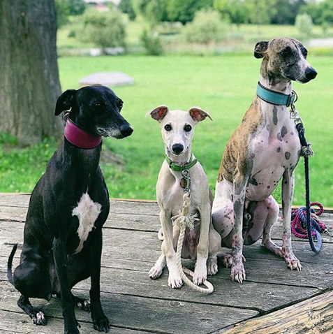 @szotyi_negro_whippets @szotyi_negro_whippets