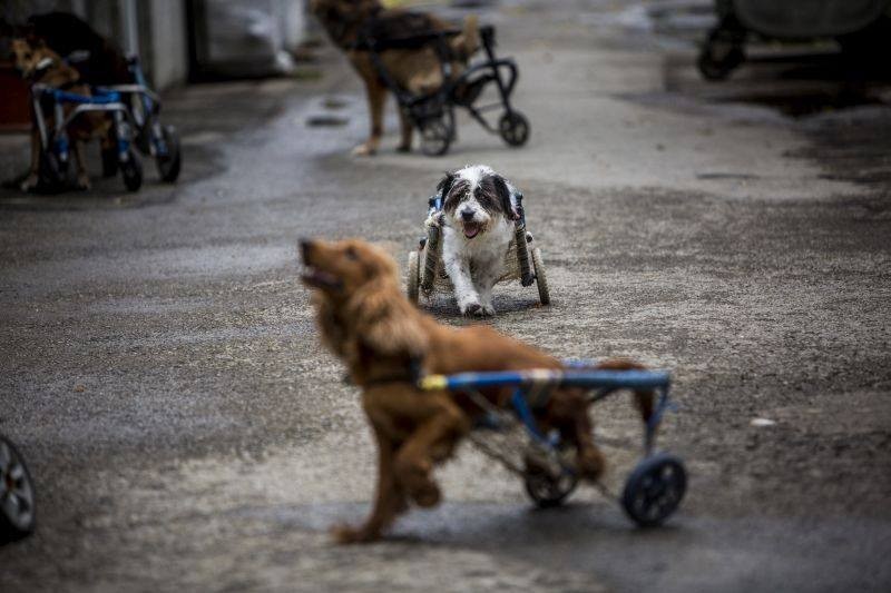 Új életet kapnak a kutyák a kerekesszéknek hála