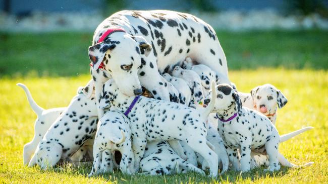 Miley nagyon jó anyukája a kölyköknek