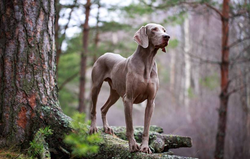 Weimari vizsla