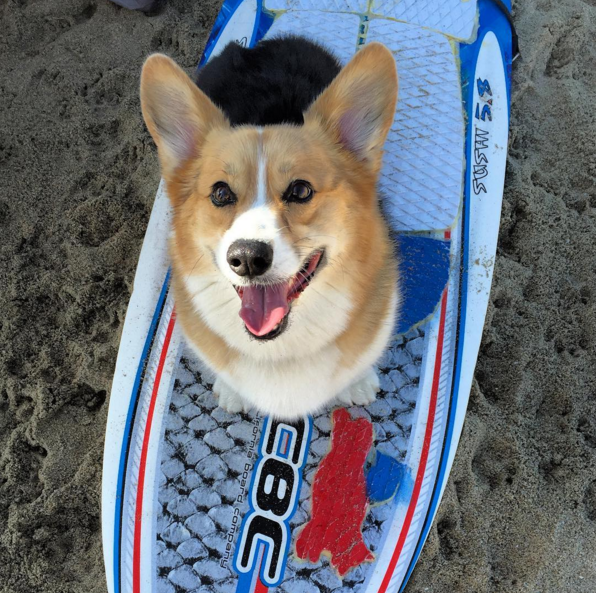 Még a szörfdeszkán is corgi volt!