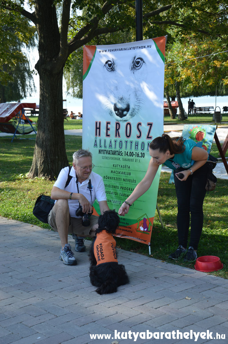 Tüneményes gazdit kereső kutyus, Gyömbér a HÉROSZ Állatotthonnál