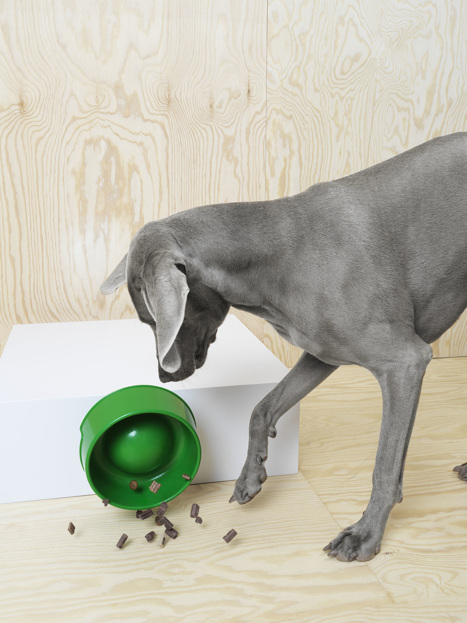 IKEA LURVIG etetőtál IKEA LURVIG etetőtál