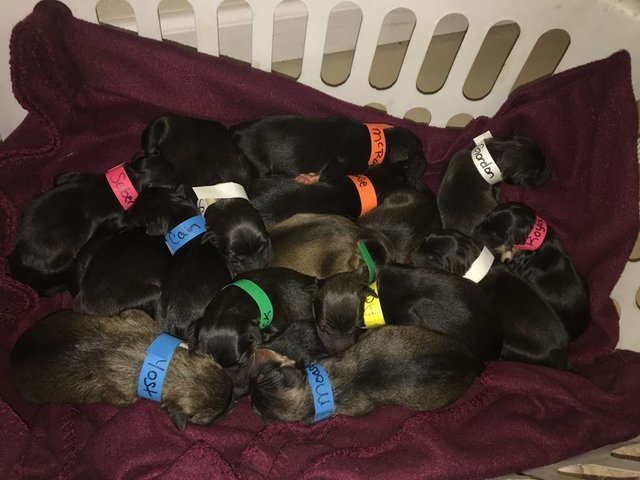 A 18 kölyök születése mindenkit meglepett