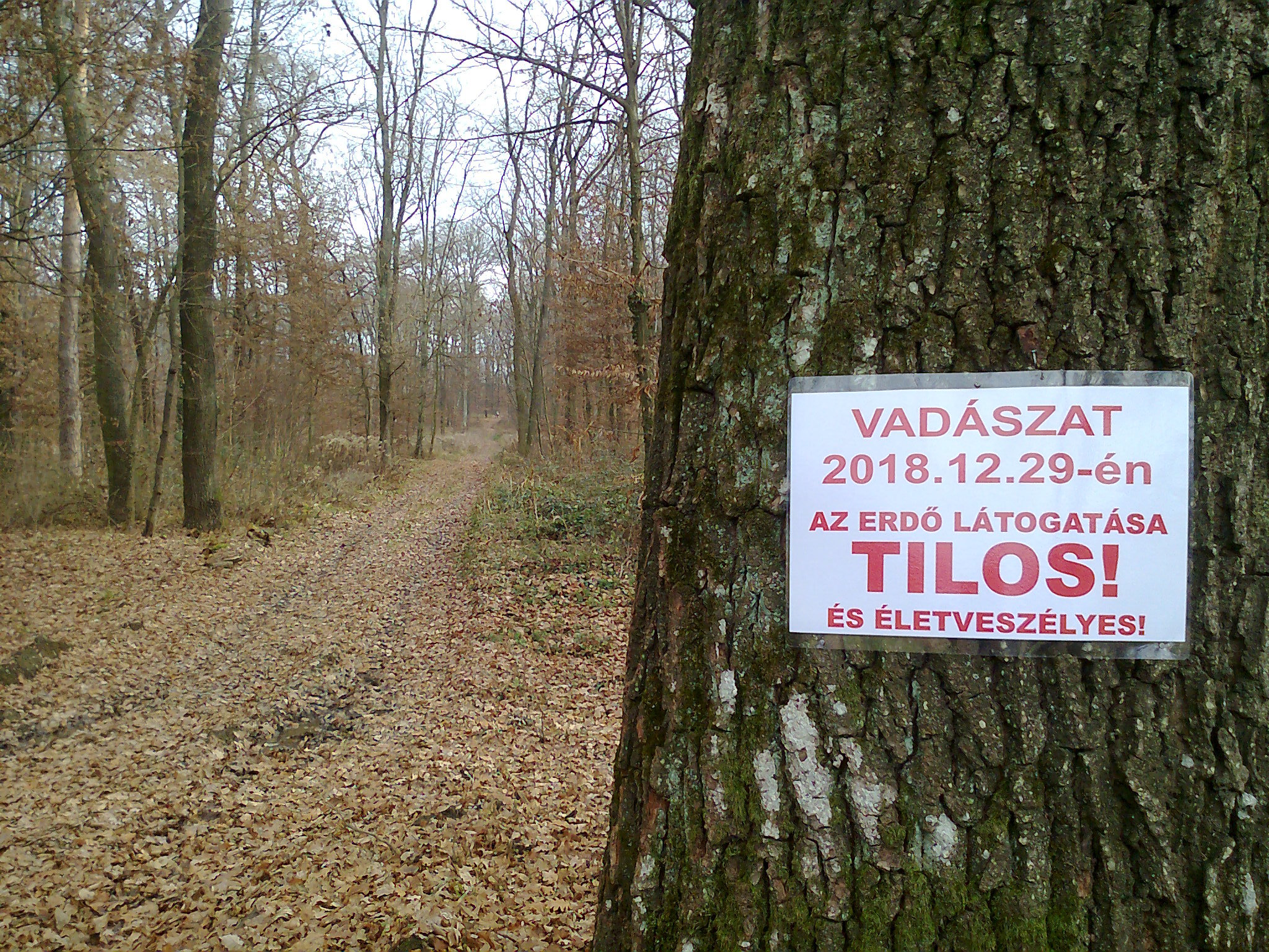 Erdőlátogatási tilalom Zala megyében 