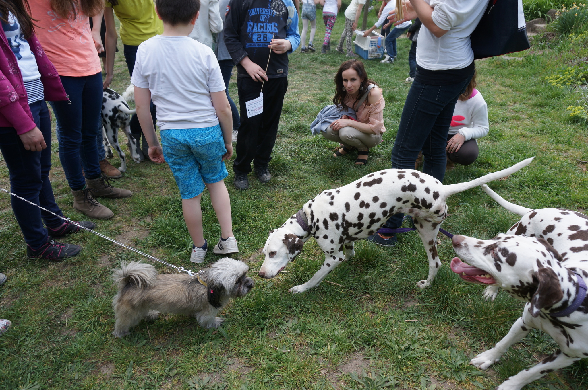 Ismerkedés a kutya-barátokkal