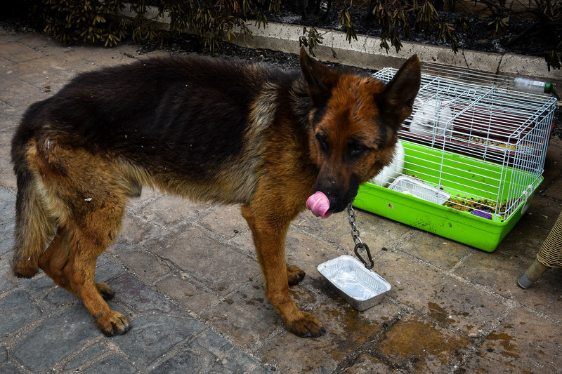 Minden élet számít - az állatokat is mentik a tűz elől