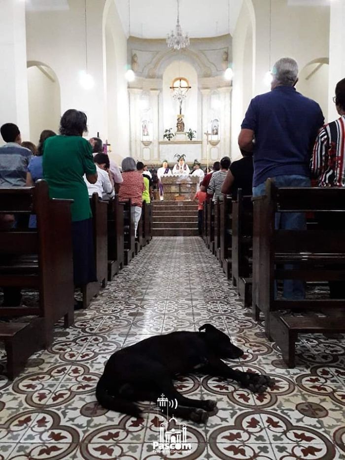 Már sok kutyát sikerült gazdához juttatnia az állatbarát atyának