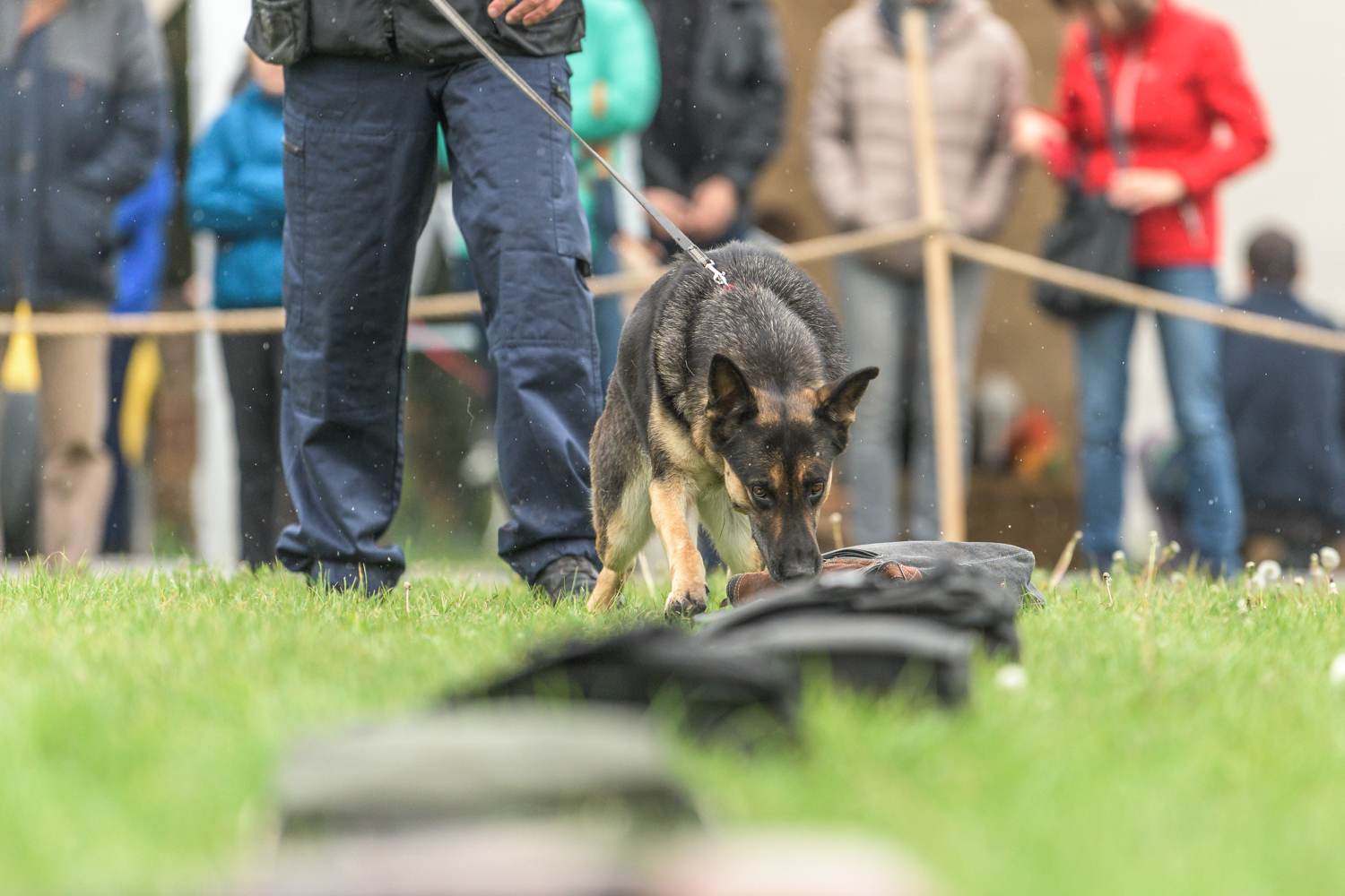 Drogkereső kutya munkában