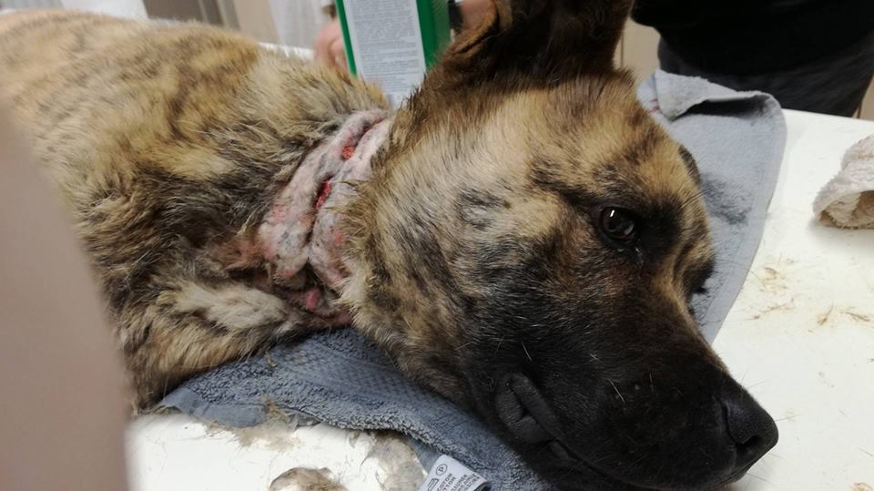 Darwin, az Állatbarát Alapítvány egyik mentvénye - az ő nyakába is belenőtt a madzag