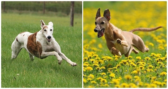 Kutyafajták futáshoz - Agár és Whippet