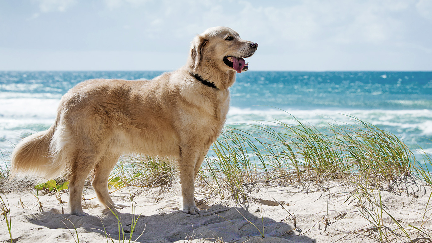 Kis odafigyeléssel életre szóló élmény lesz a kutyás nyaralás! 