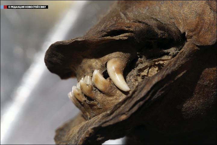 A Tumat kutya fogsora