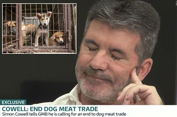 Cowell célja, minden kutyahús üzem felszámolása