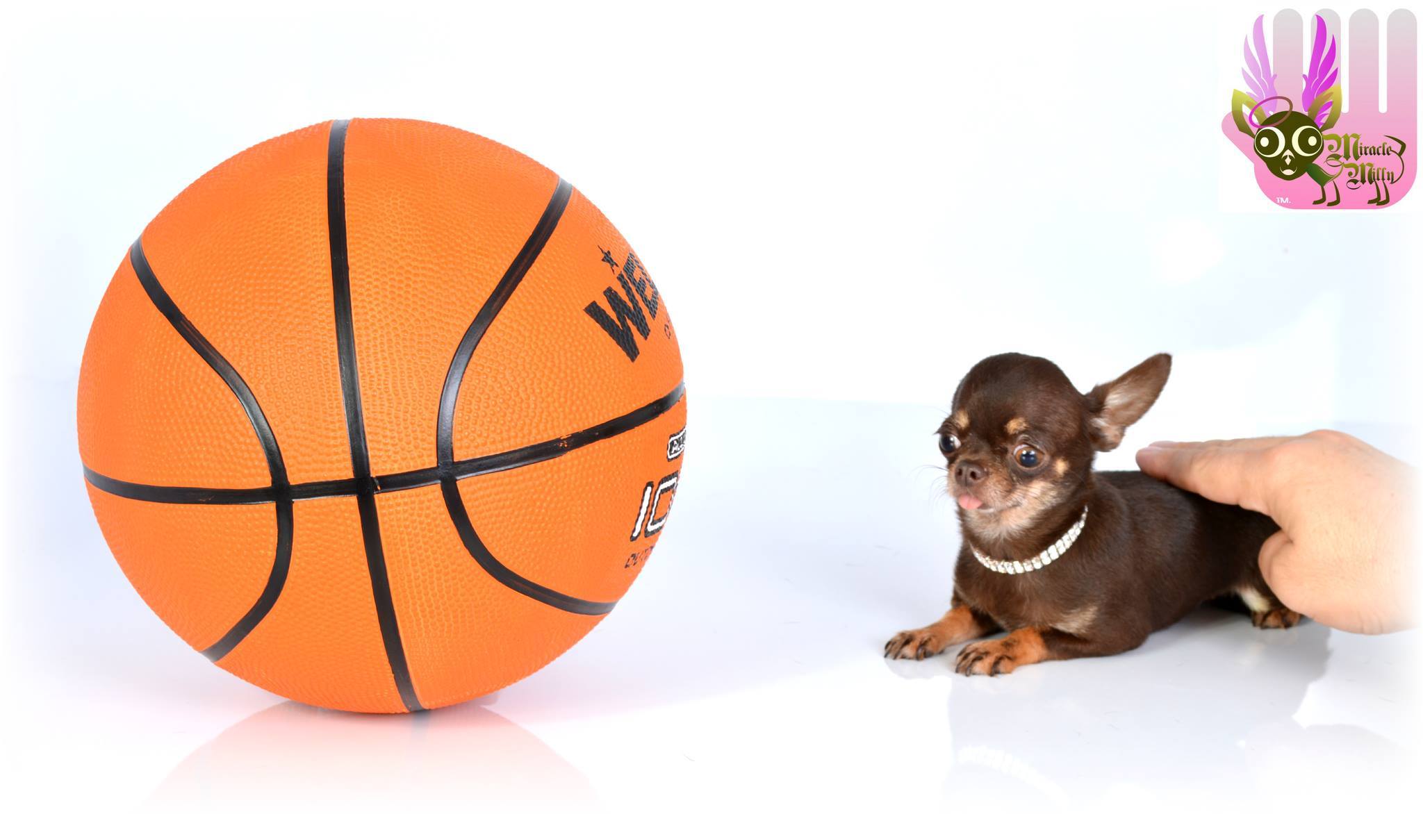 Milly TÉNYLEG nagyon kicsi