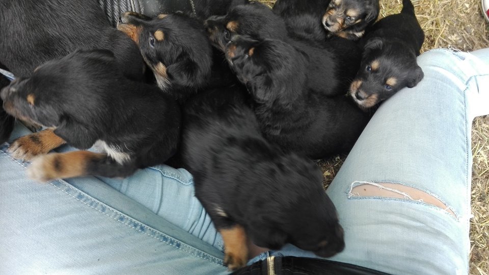 Amint elérik a megfelelő kort, örökbe lehet fogadni a kölyköket