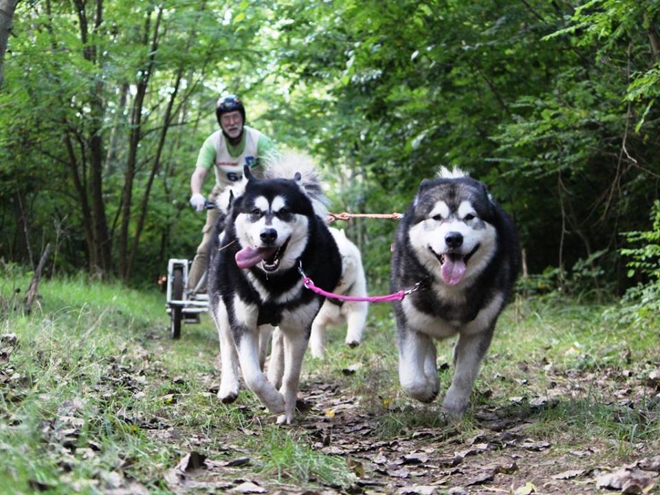 Kutyafogatok indulnak mindkét nap