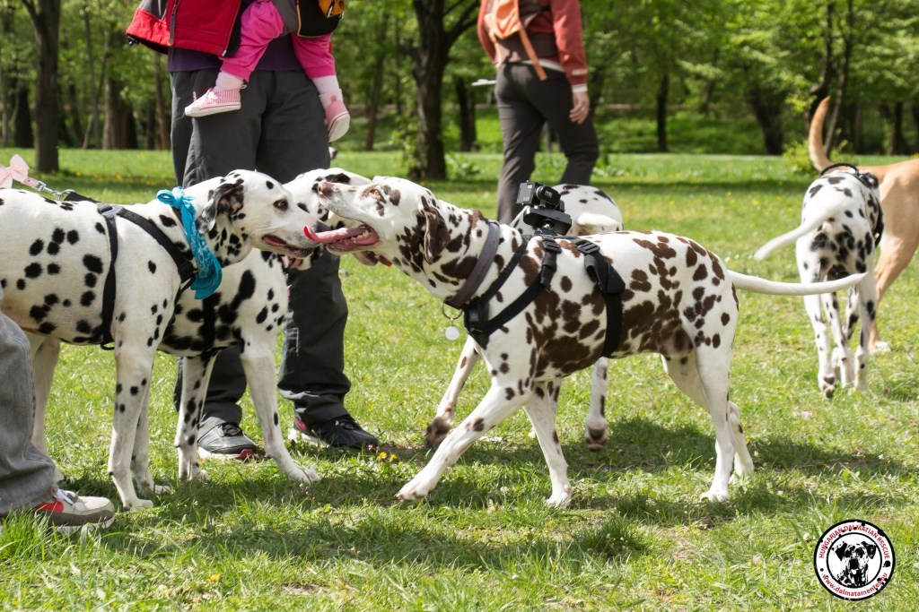 Dalmata Találkozó 2017 - Kira, az örökbefogadott szépség vállalta a kameraman szerepét