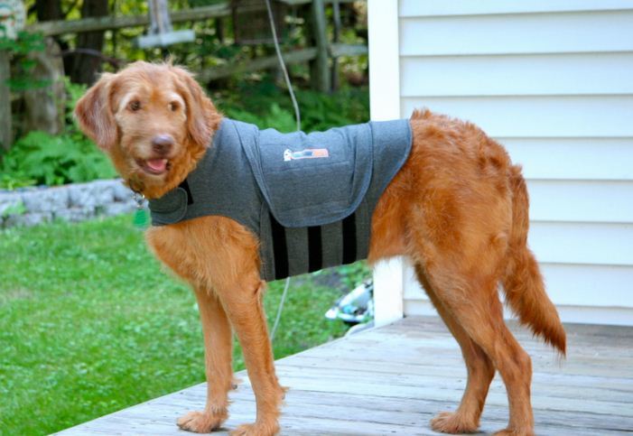 A Thundershirt kutyamellény