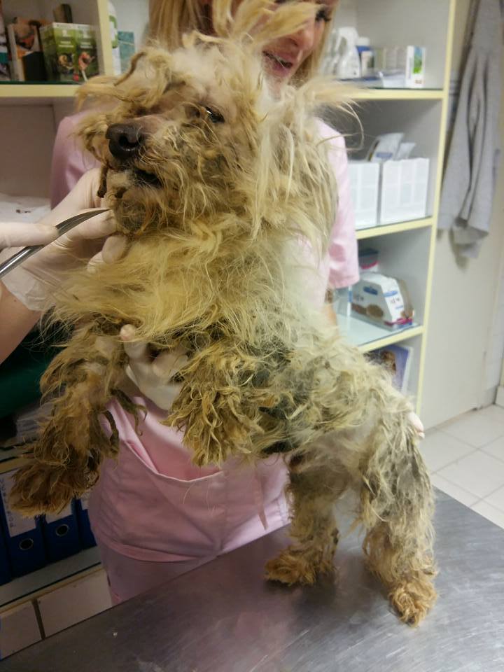 A Te kutyád anyukája is lehet!