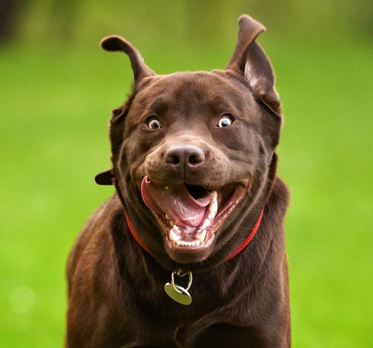 Csokoládébarna labrador - Rájött az ötperc?